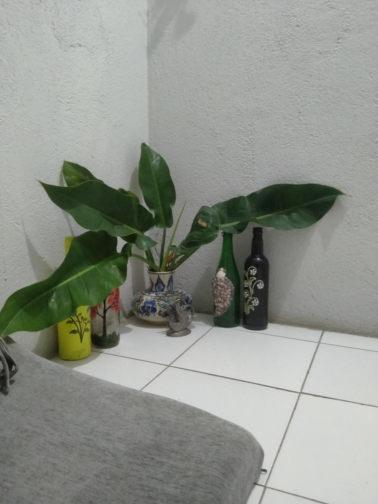 ホテル Traveler House Dimāpur エクステリア 写真